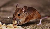 pre-construction-termite-treatment Experts in Otisco